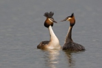 Great Crested Grebe