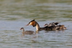 Great Crested Grebe