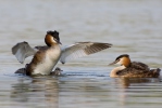 Great Crested Grebe