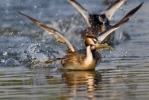 Great Crested Grebe