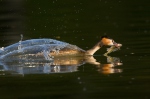 Great Crested Grebe