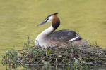 Great Crested Grebe