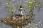 Great Crested Grebe