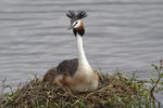 Great Crested Grebe