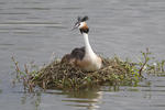 Great Crested Grebe