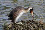 Great Crested Grebe