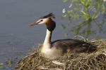 Great Crested Grebe