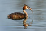 Great Crested Grebe