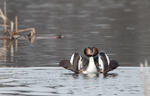 Great Crested Grebe