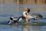 Great Crested Grebe