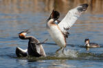 Great Crested Grebe