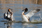 Great Crested Grebe