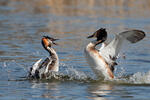 Great Crested Grebe