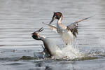 Great Crested Grebe