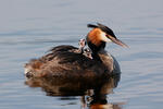 Great Crested Grebe