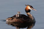 Great Crested Grebe