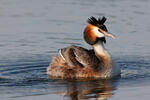 Great Crested Grebe