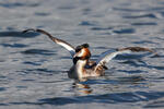 Great Crested Grebe