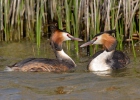 Great Crested Grebe