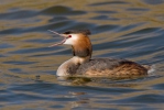 Great Crested Grebe