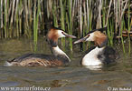 Great Crested Grebe