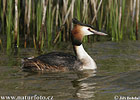 Great Crested Grebe