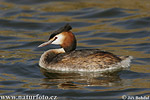 Great Crested Grebe