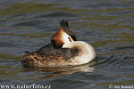 Great Crested Grebe