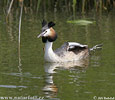 Great Crested Grebe