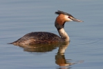 Great Crested Grebe