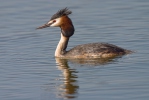 Great Crested Grebe