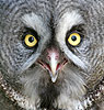 Great Grey Owl