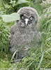 Great Grey Owl