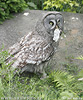 Great Grey Owl