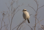 Great Grey Shrike