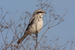 Great Grey Shrike