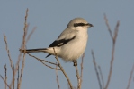 Great Grey Shrike