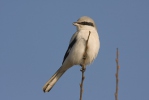 Great Grey Shrike