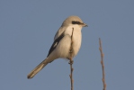 Great Grey Shrike