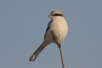 Great Grey Shrike