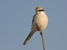 Great Grey Shrike