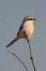 Great Grey Shrike