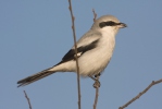 Great Grey Shrike