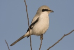 Great Grey Shrike