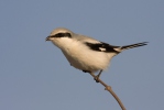 Great Grey Shrike