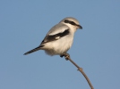 Great Grey Shrike