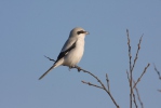 Great Grey Shrike