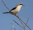 Great Grey Shrike