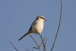 Great Grey Shrike