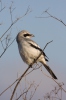 Great Grey Shrike